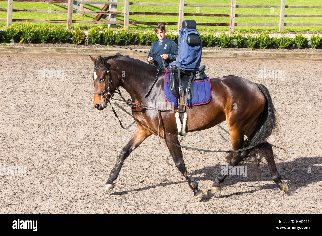 Oldenburger Pferd, eine juvenile Stute mit Hilfe der doppelten Spezialzaum Lauf Training und Reiten dummy. Great Britain Stockfoto