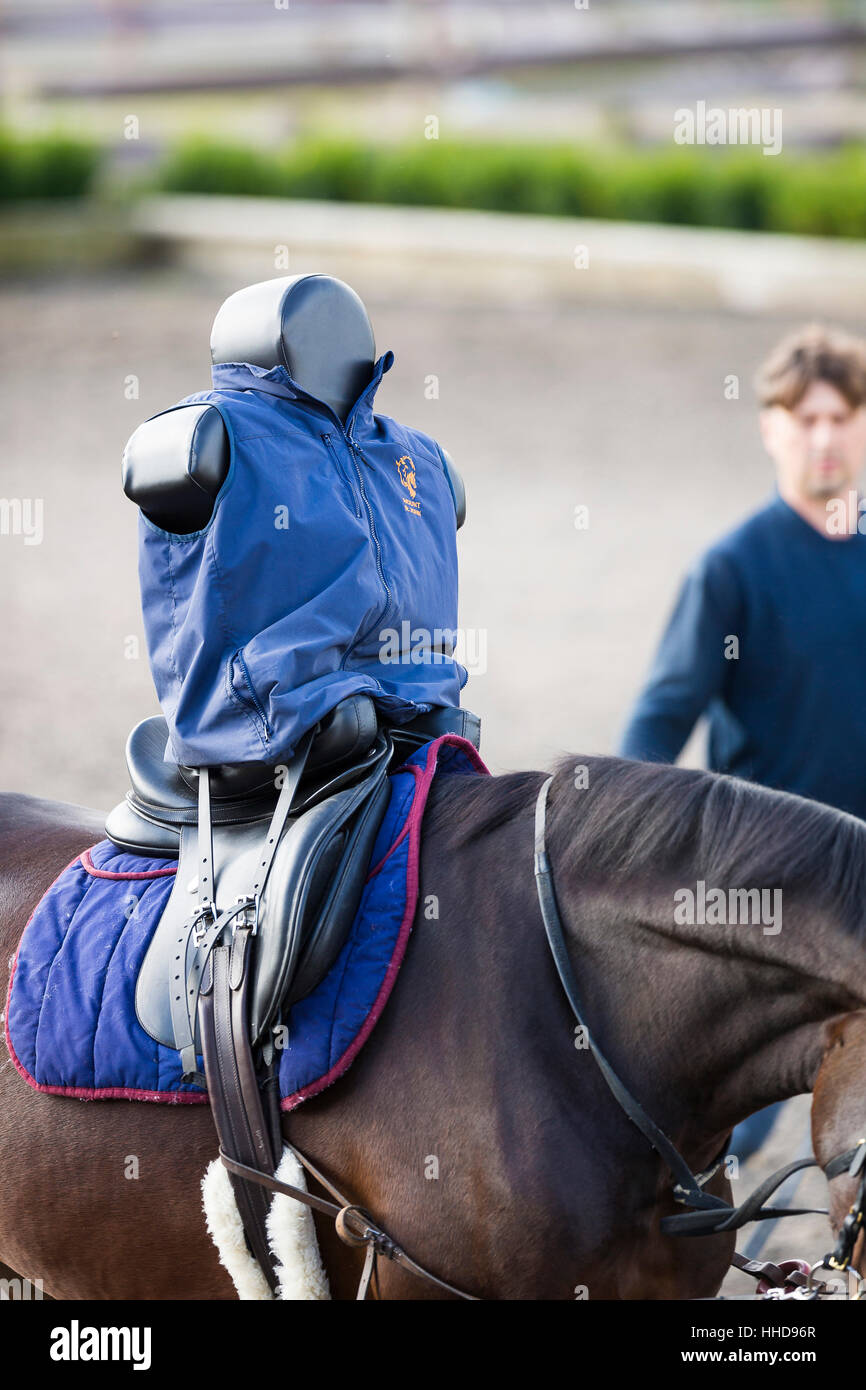 Oldenburger Pferd, eine juvenile Stute mit Hilfe der doppelten Spezialzaum Lauf Training und Reiten dummy. Great Britain Stockfoto