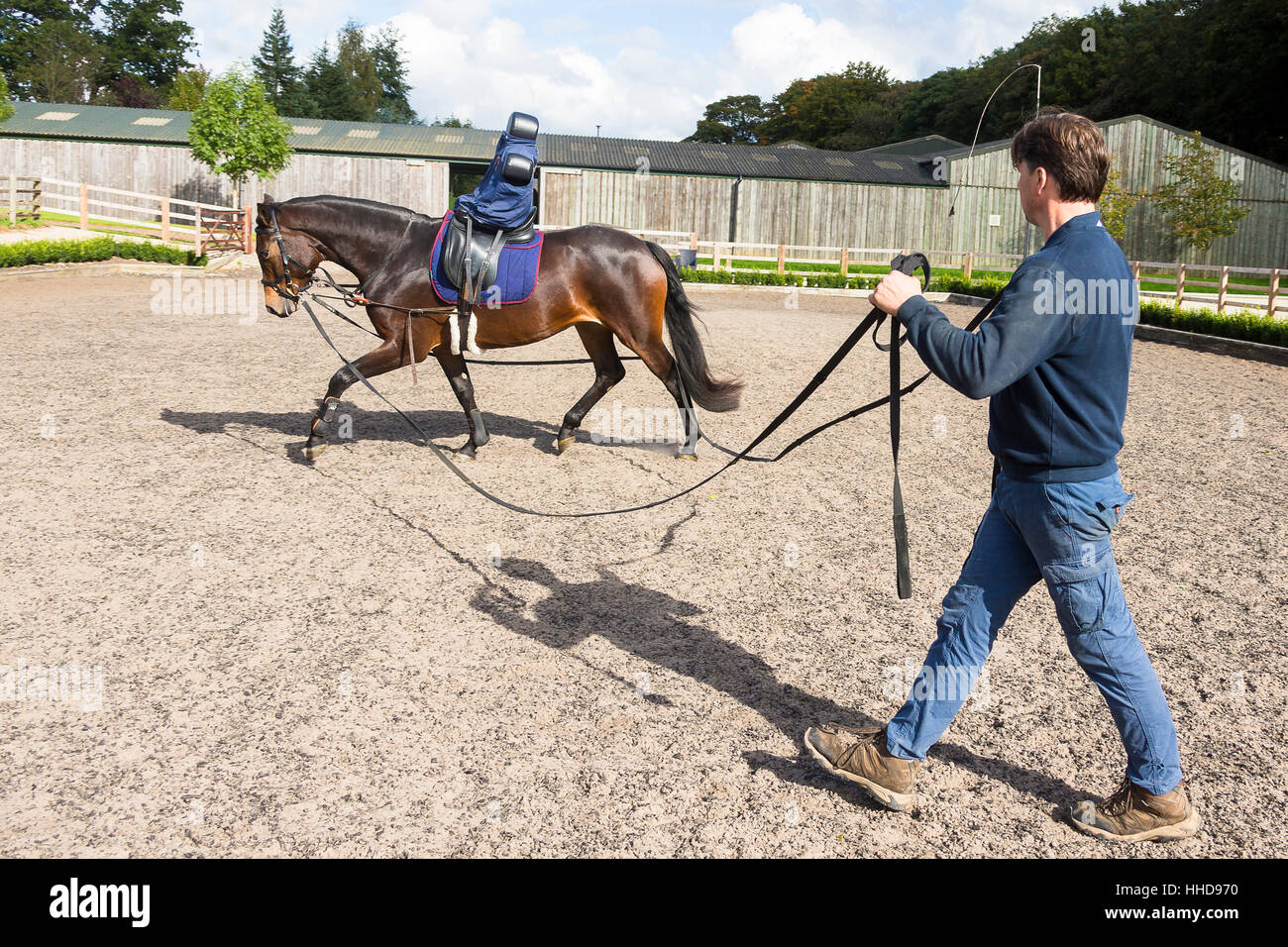 Oldenburger Pferd, eine juvenile Stute mit Hilfe der doppelten Spezialzaum Lauf Training und Reiten dummy. Great Britain Stockfoto