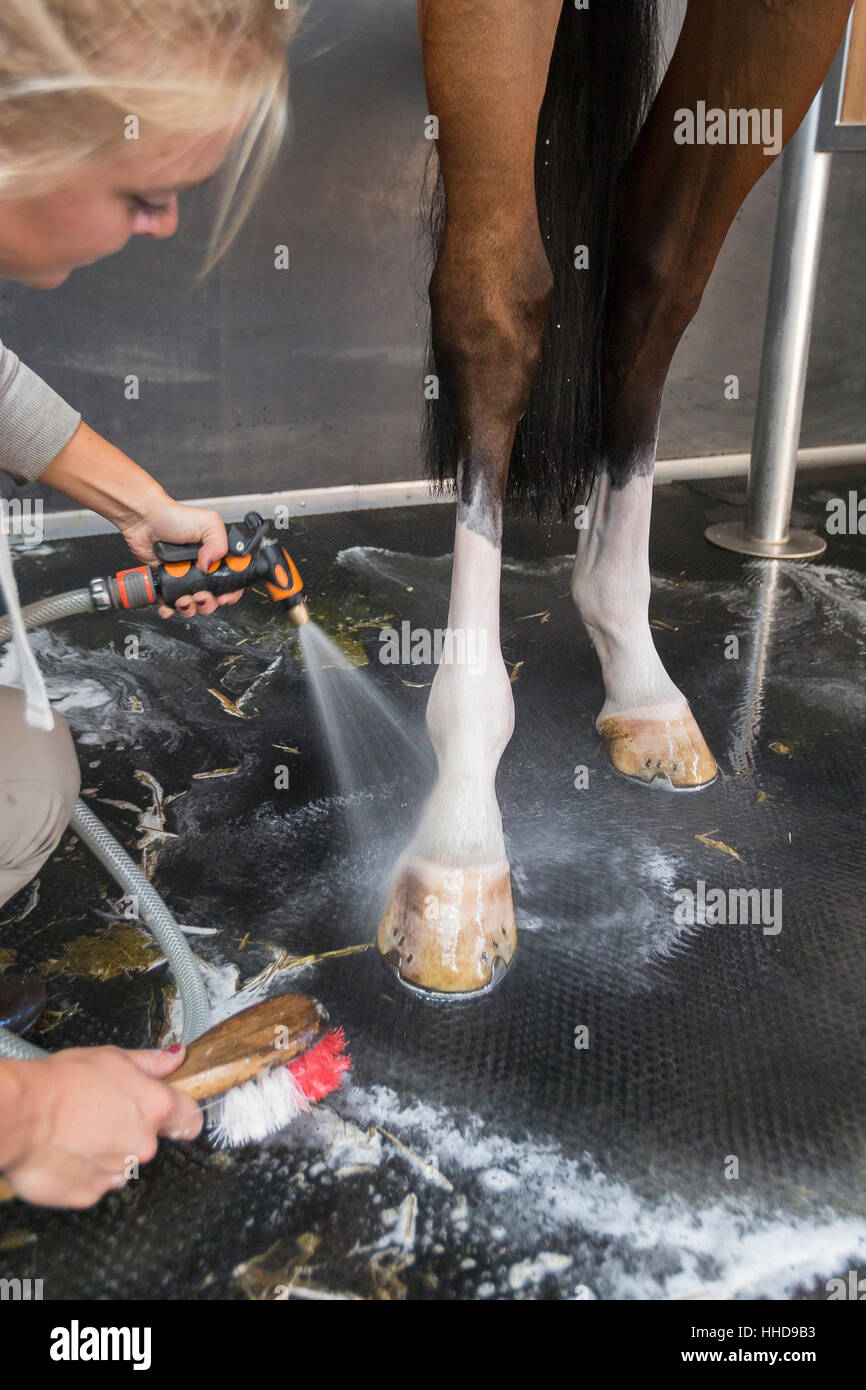 Inländische Pferd. Bräutigam Hufe mit Wasser und Bürste reinigen. Niederlande Stockfoto