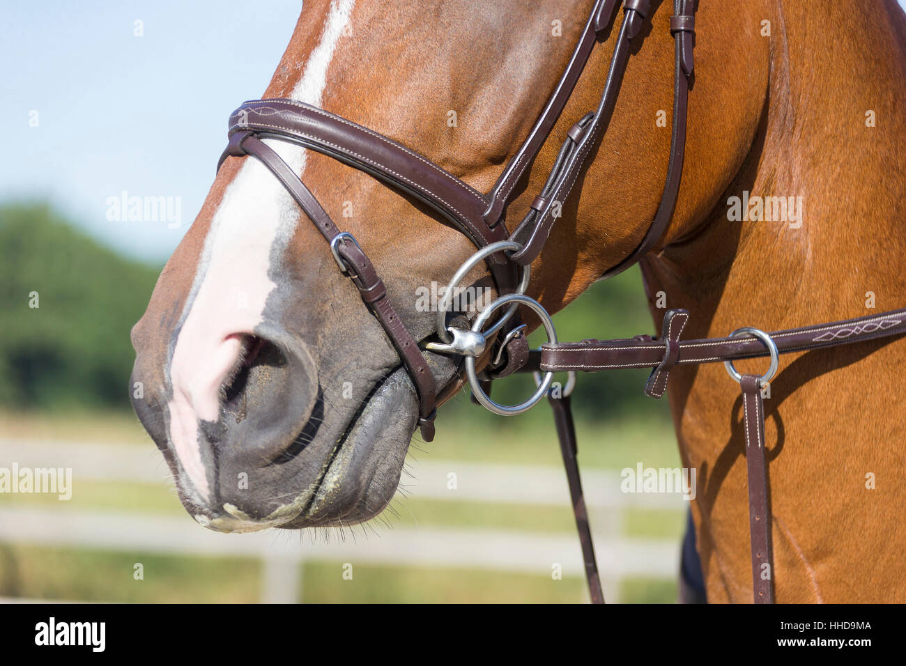 Niederländische Warmblut mit wenig springen Stockfoto