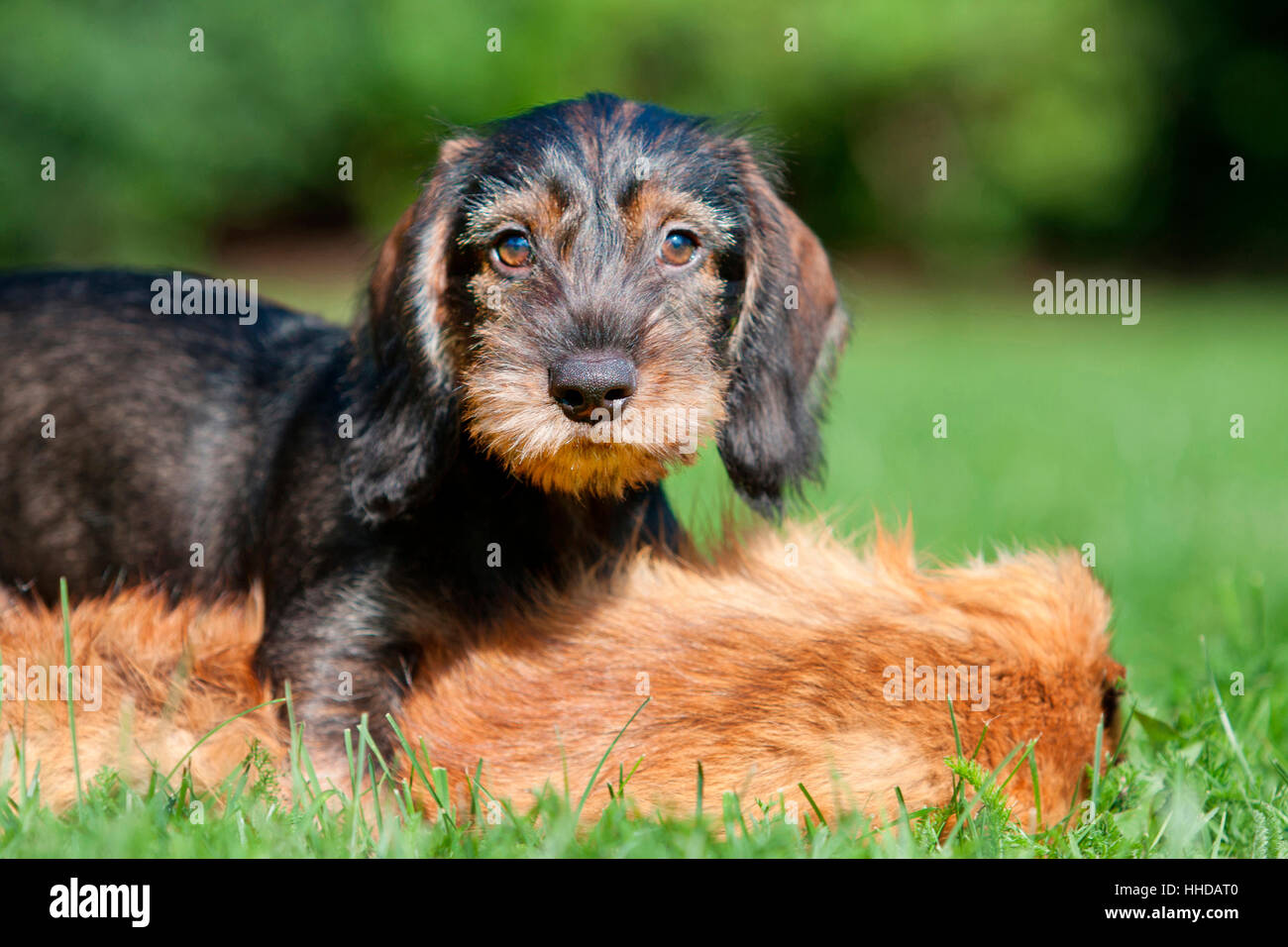 Rauhaar Dackel. Welpen auf einen Fuchspelz liegen. Deutschland Stockfoto