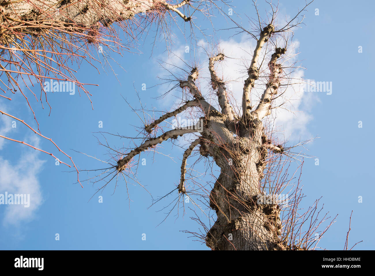 Eine stark beschnittene Buche Stockfoto