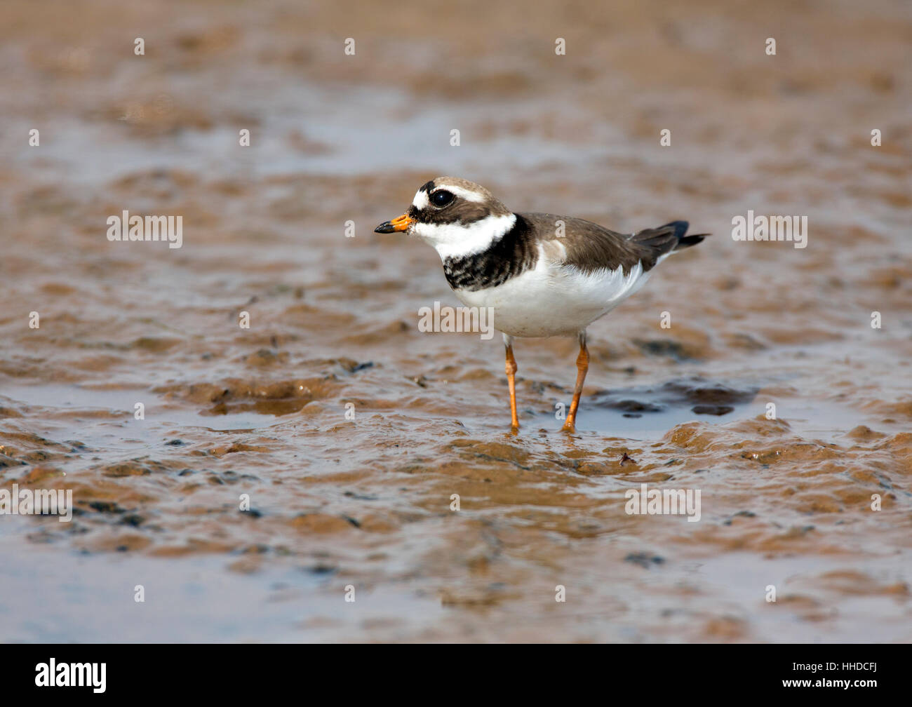 Flussregenpfeifer Regenpfeifer wissenschaftlicher Name: Charadrius Hiaticula Fütterung auf schlammigen Sumpf Lebensraum. Stockfoto