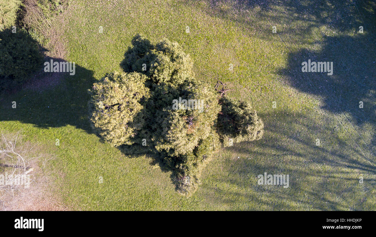 Luftaufnahme von einem Park mit Bäumen und Rasen, Blätter, Grünanlage, Ökologie Stockfoto