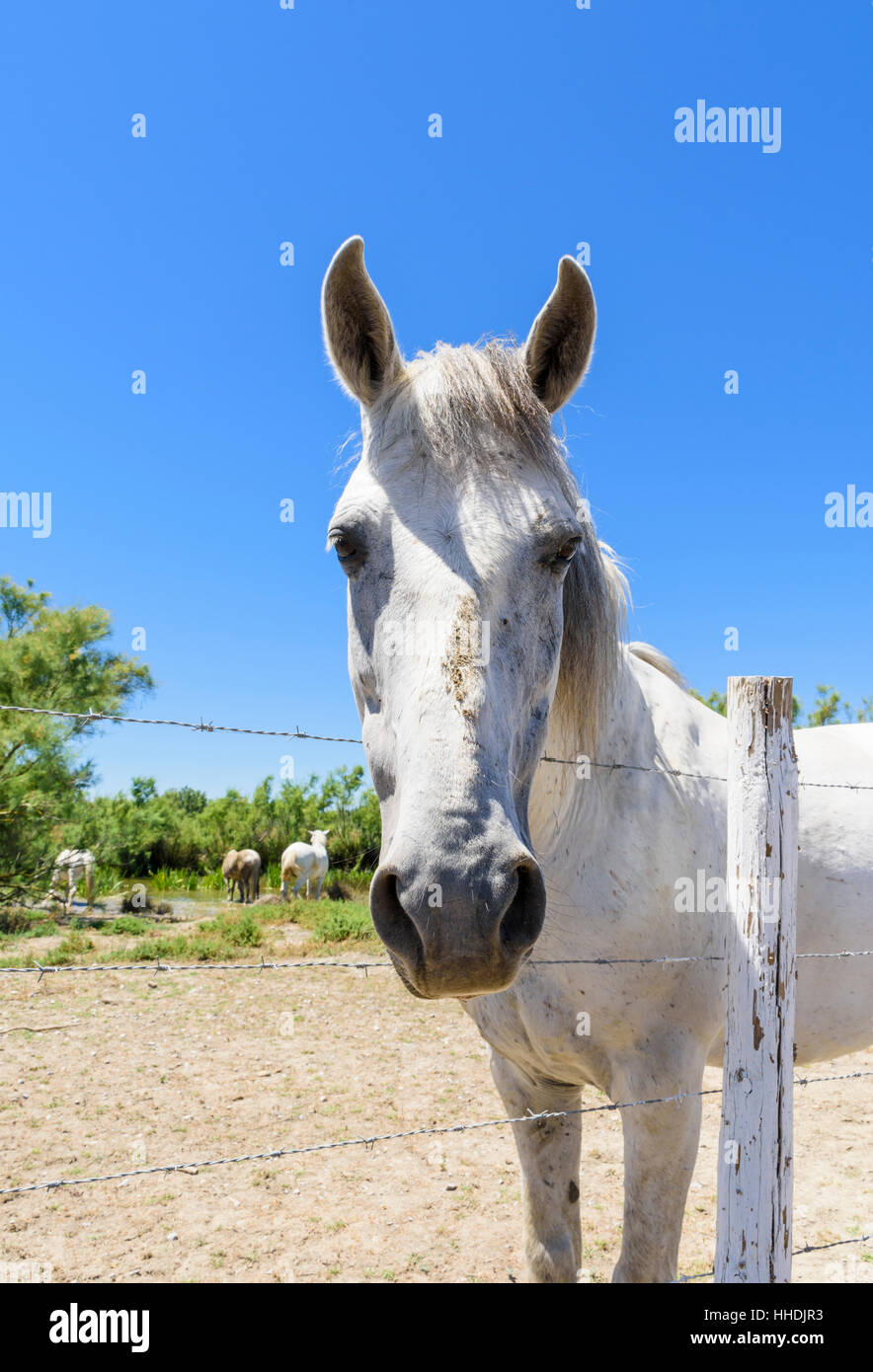 Camargue-Pferd beugt sich über einen Zaun in der Camargue Naturpark im Rhône-Delta, Südfrankreich Stockfoto