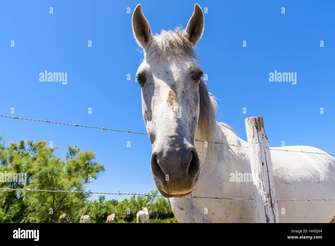 Camargue-Pferd beugt sich über einen Zaun in der Camargue Naturpark im Rhône-Delta, Südfrankreich Stockfoto