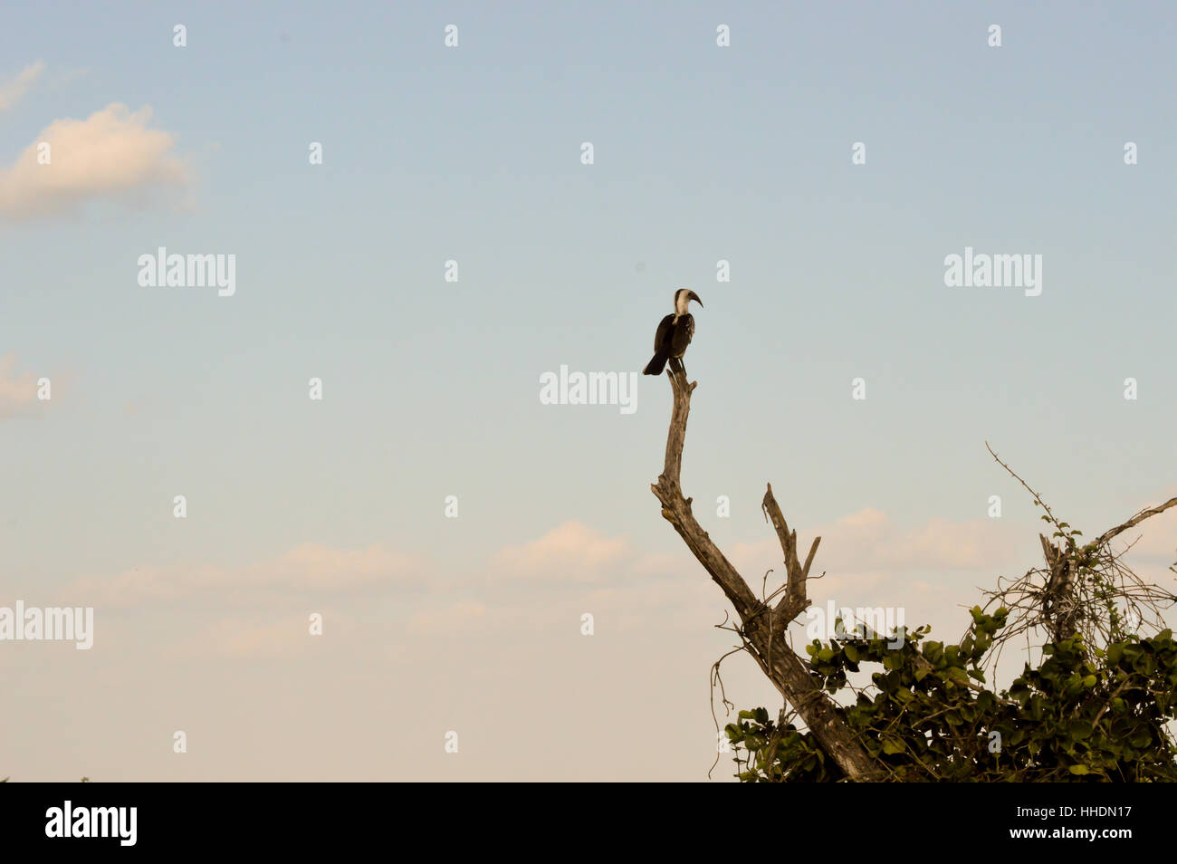 Gelb-billed Hornbill auf Toten Stamm im Osten Tsavo Park in Kenia Stockfoto