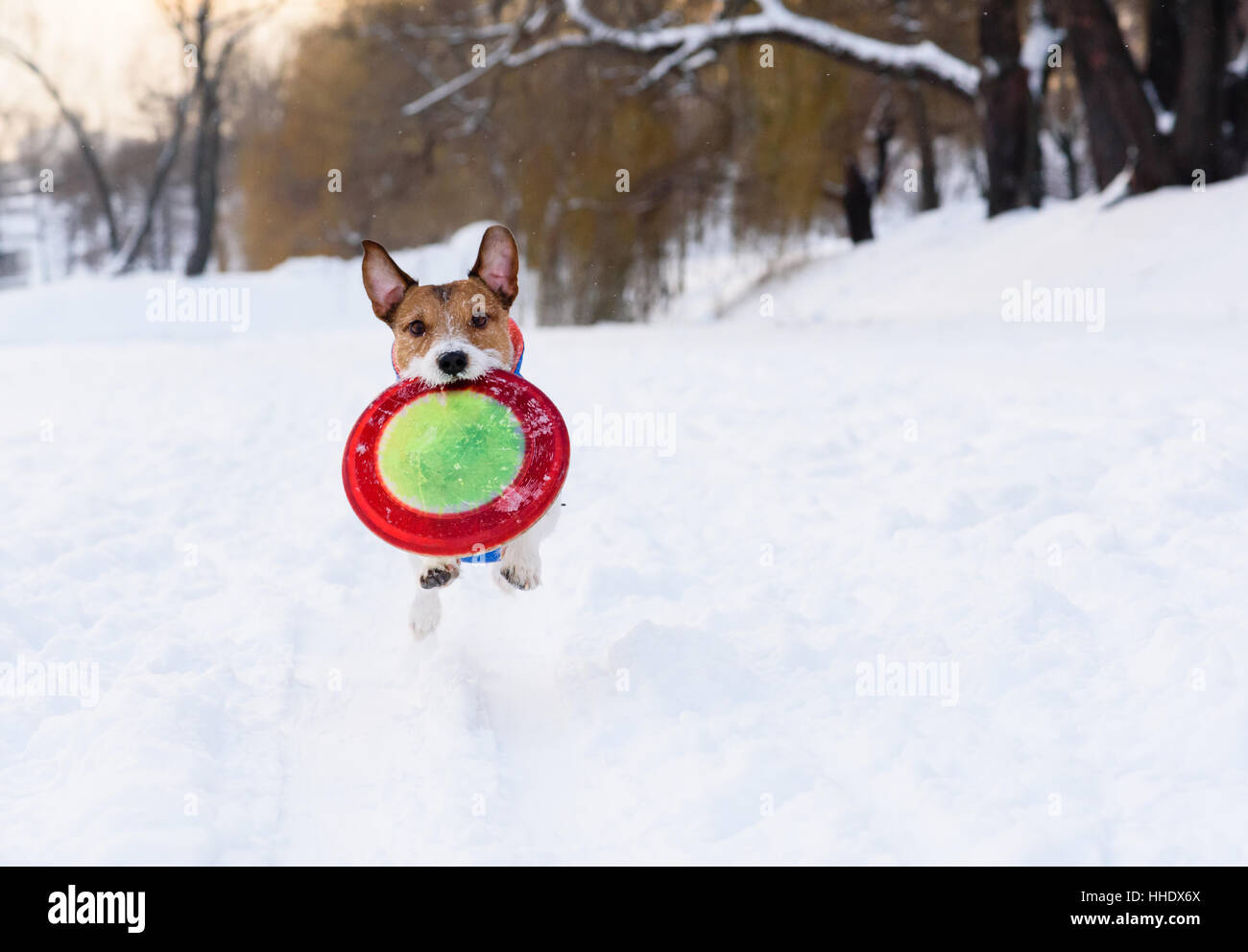 Hund trägt fliegende Scheibe im Winter Park vor der Kamera Stockfoto