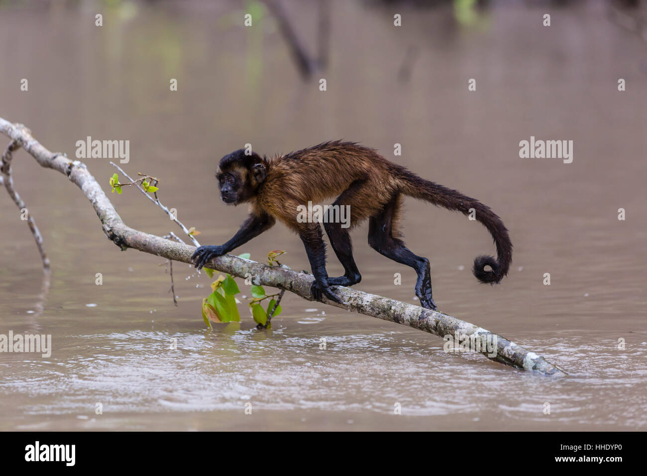 Erwachsenen getuftete Kapuziner (Sapajus Apella) durchqueren des Wassers bei San Miguel Caño, Loreto, Peru Stockfoto