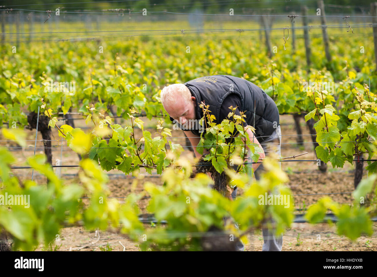 Inspektion von angehenden Trauben im Weinberg in Sussex, UK Stockfoto