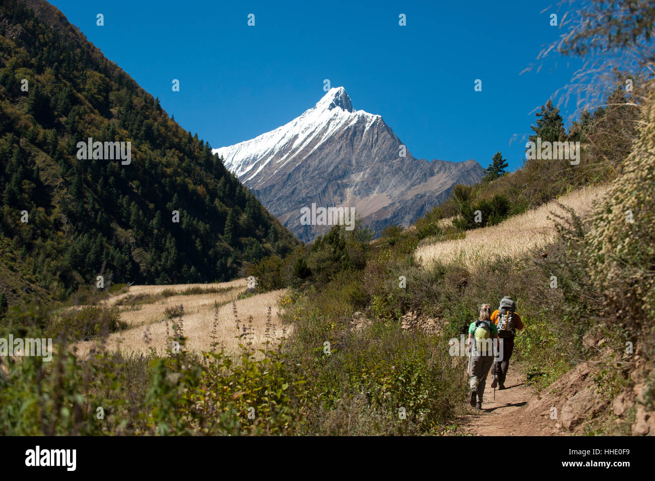 Ein Spaziergang durch Weizenfelder im Kagmara-Tal mit den ersten Eindruck des Lhashama in der Ferne Dolpa Region, Nepal Stockfoto