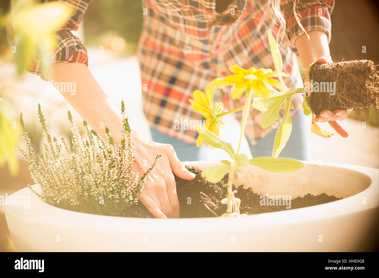 Frau Blumenerde Pflanzen und Kräuter in sonnigen Blumentopf Stockfoto