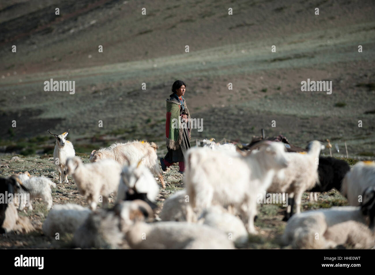 Eine Ladakhi Nomad sammelt ihre Ziegen am Morgen bei Rina Nomadencamp, Ladakh, Indien Stockfoto