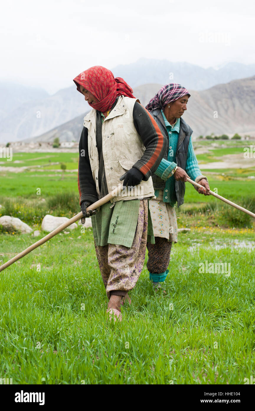 Frauen arbeiten mit Bewässerung Werkzeuge, um auch die Strömung des Wassers in ihre Weizenfeld, Ladakh, Indien Stockfoto