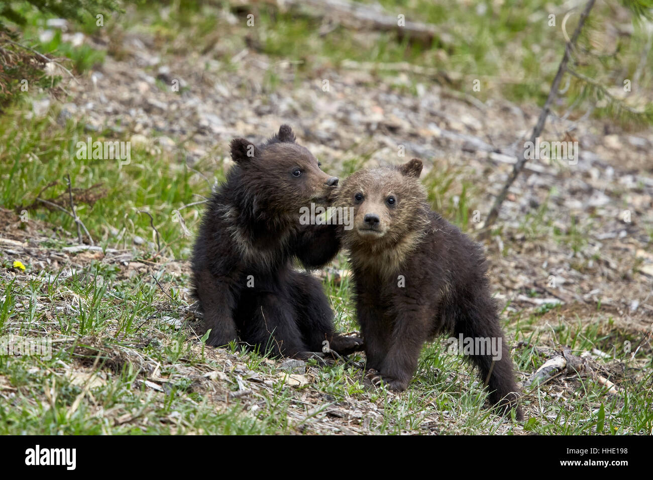 Zwei Jungtiere der Grizzlybär (Ursus Arctos Horribilis) des Jahres oder im Frühjahr Jungen spielen, Yellowstone-Nationalpark, Wyoming, USA Stockfoto