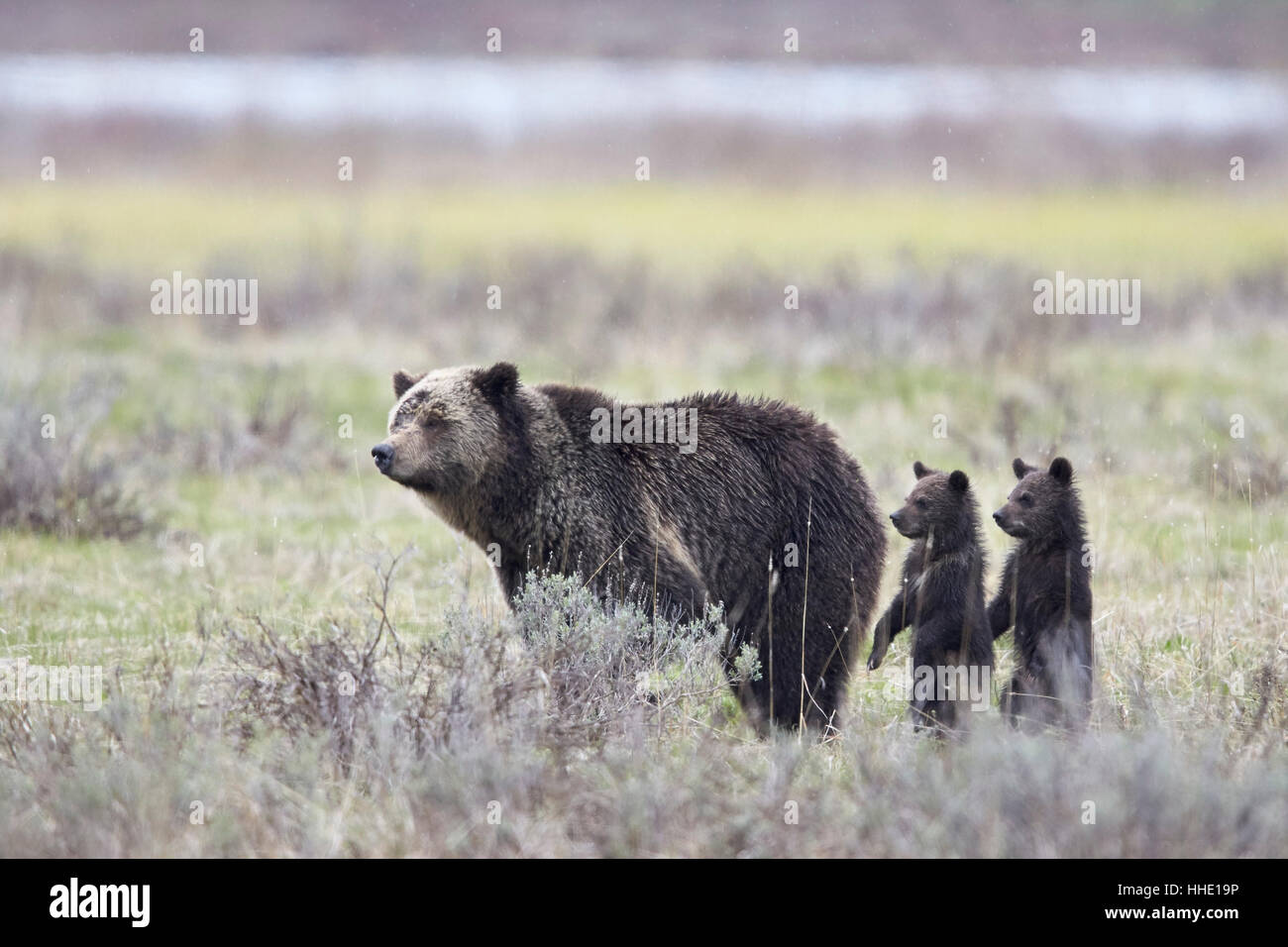 Grizzly Bear Sau und zwei Jungtiere des Jahres oder im Frühjahr jungen stehend, Yellowstone-Nationalpark, Wyoming, USA Stockfoto