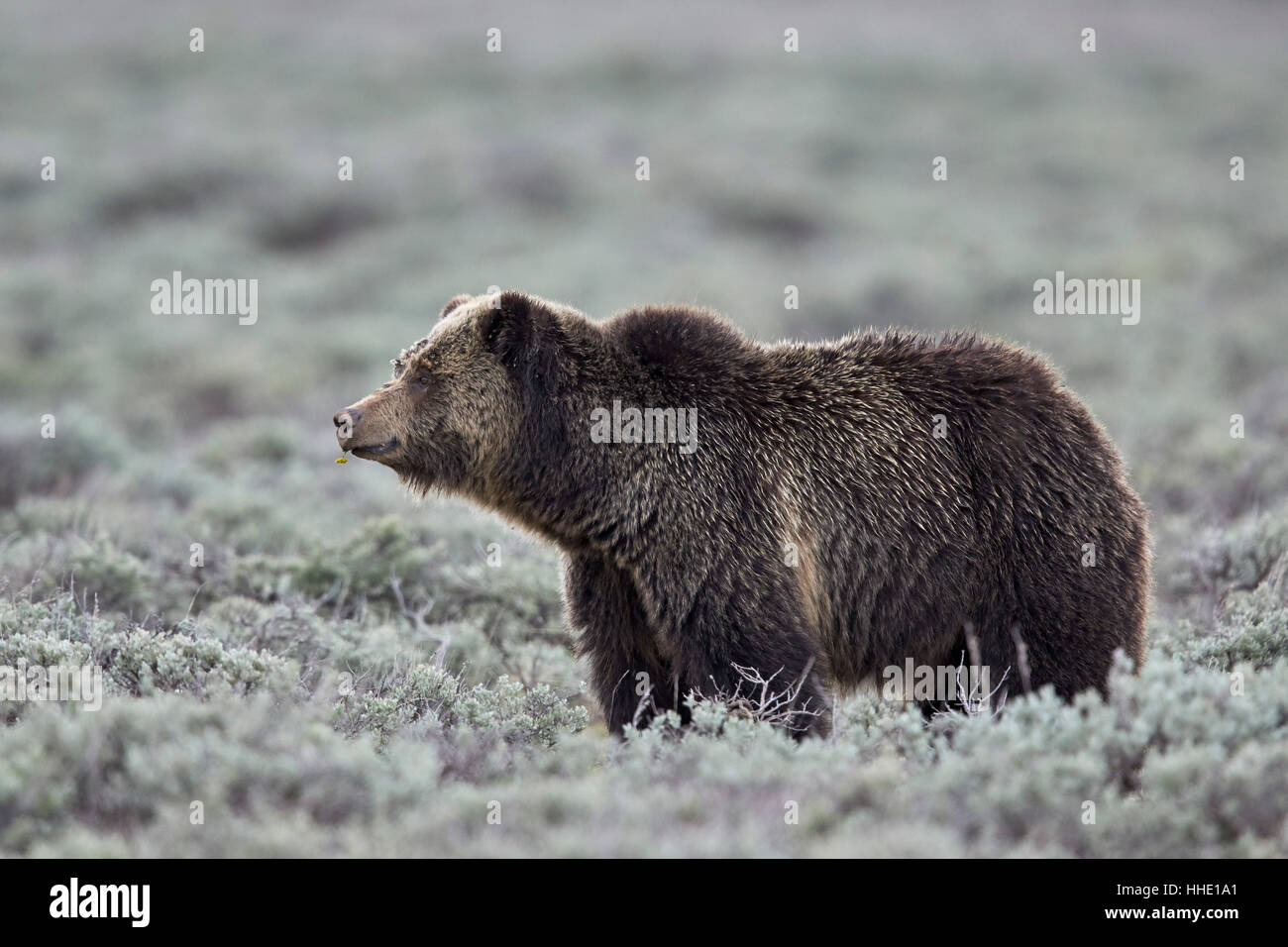 Grizzly Bär (Ursus Arctos Horribilis), Yellowstone-Nationalpark, Wyoming, USA Stockfoto