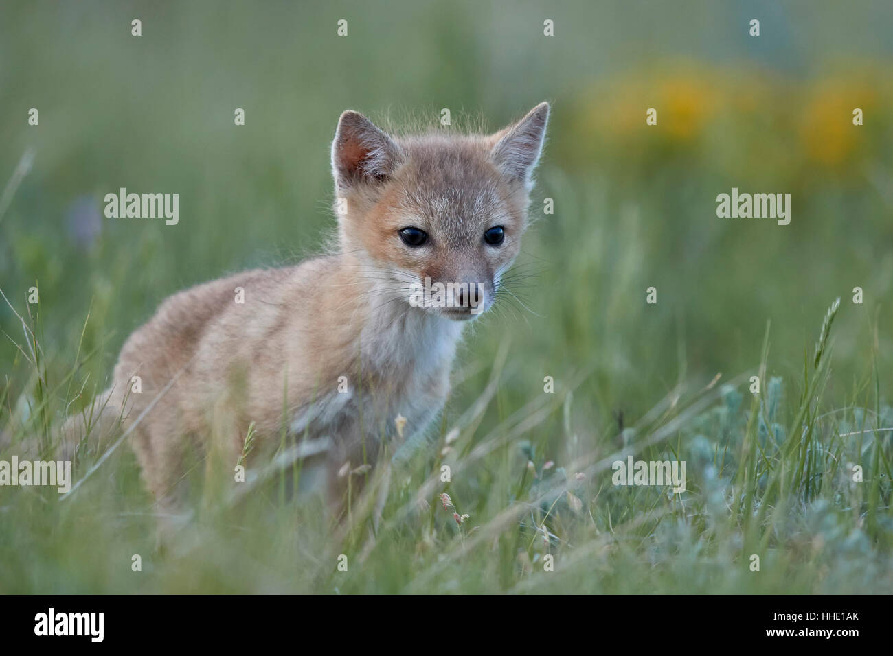 SWIFT-Fuchs (Vulpes Velox) Kit, Pawnee National Grassland, Colorado, USA Stockfoto