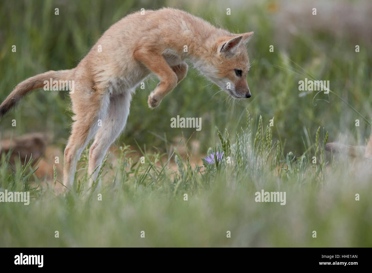 SWIFT-Fuchs (Vulpes Velox) Kit stürzen, Pawnee National Grassland, Colorado, USA Stockfoto