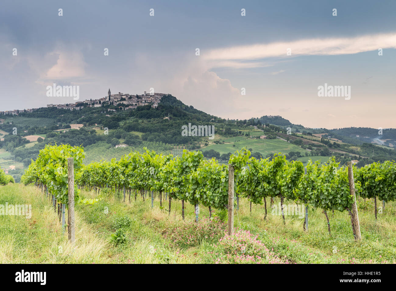 Weinberge in der Nähe von Todi, Umbrien, Italien Stockfoto