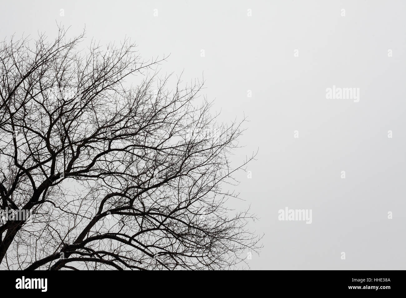 Abstrakte Komposition von Baum-Brunch im Winter und weißen bewölkten Himmel. Stockfoto