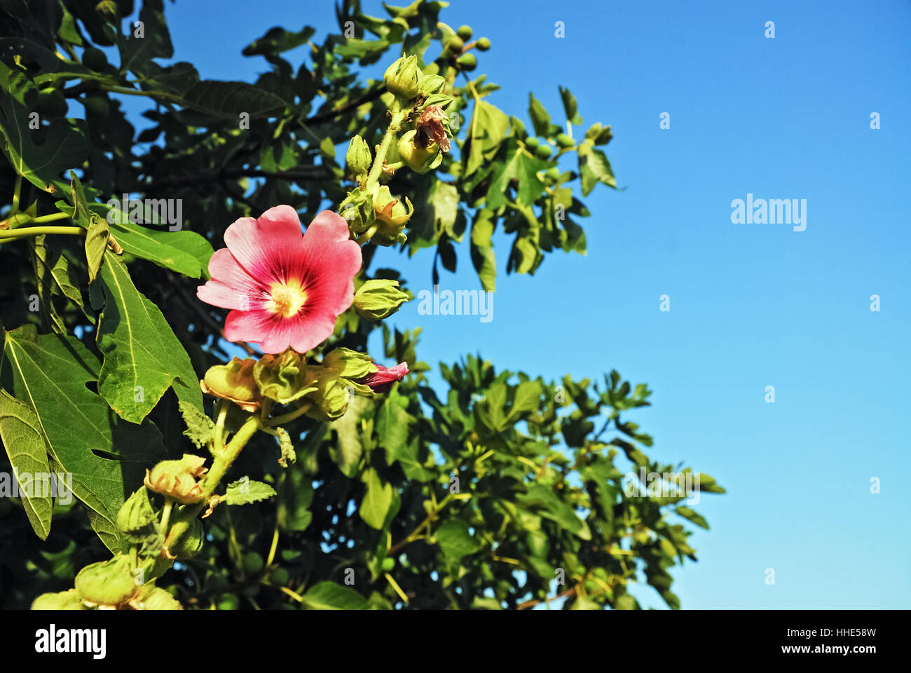 Blume und Baum Stockfoto