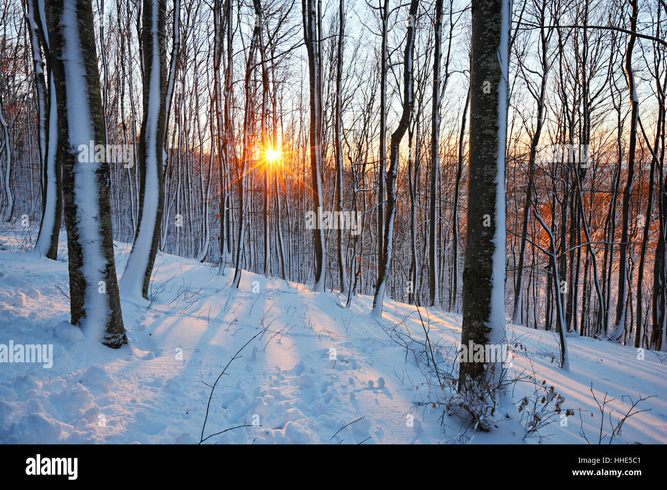 Sonne im Schnee kauerte Wald Stockfoto