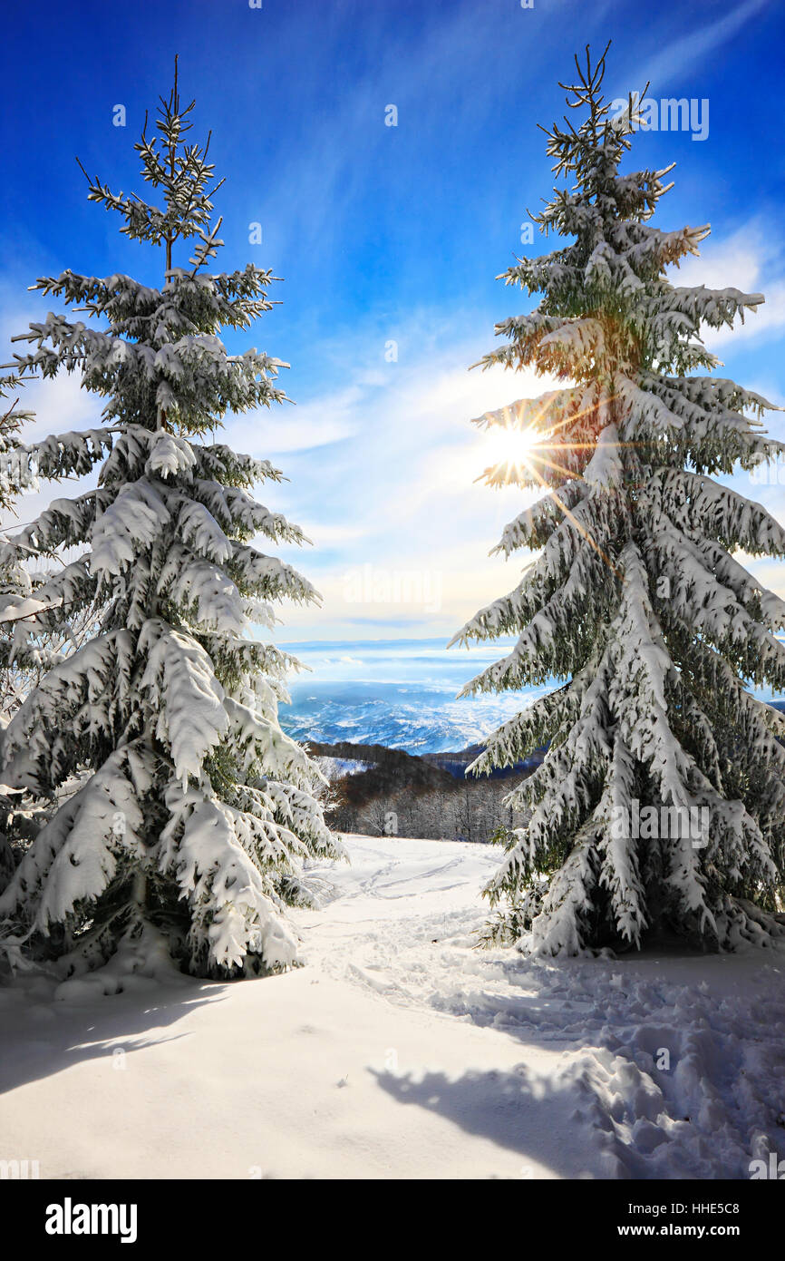 Pint-Bäume im Winter. Naturlandschaft Stockfoto