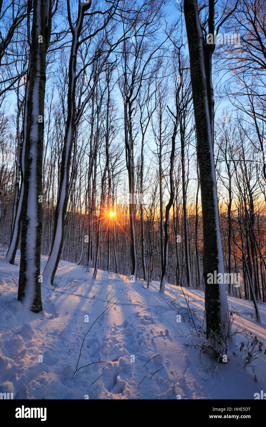 Sonne Sterne im Schnee kauerte Wald Stockfoto
