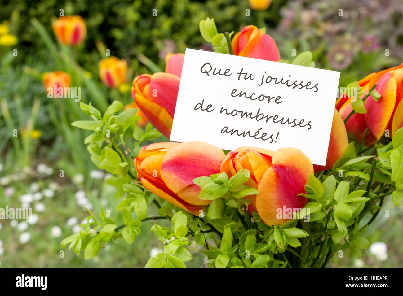 Grusskarte mit Tulpen und französischer Text: Herzlichen Glückwunsch zu deinem Geburtstag Stockfoto