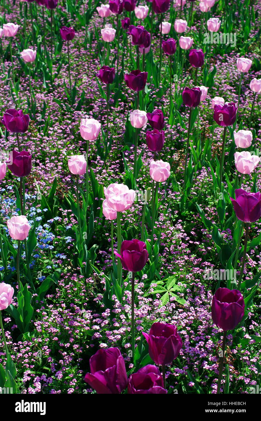 Flower-Power - Blume Stockfoto