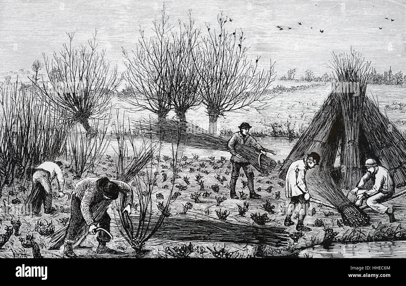 Schneiden der Weiden für Korb machen, London, 1875 Stockfoto