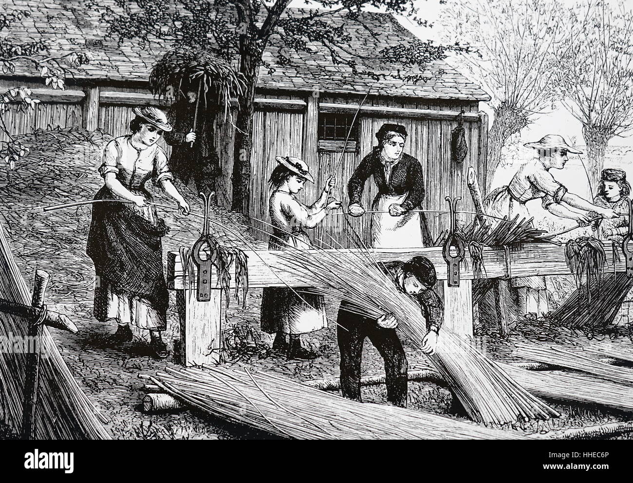 Peeling-Weiden für die Korbflechterei. London, 1875. Kupferstich von w.j. Palmer Stockfoto