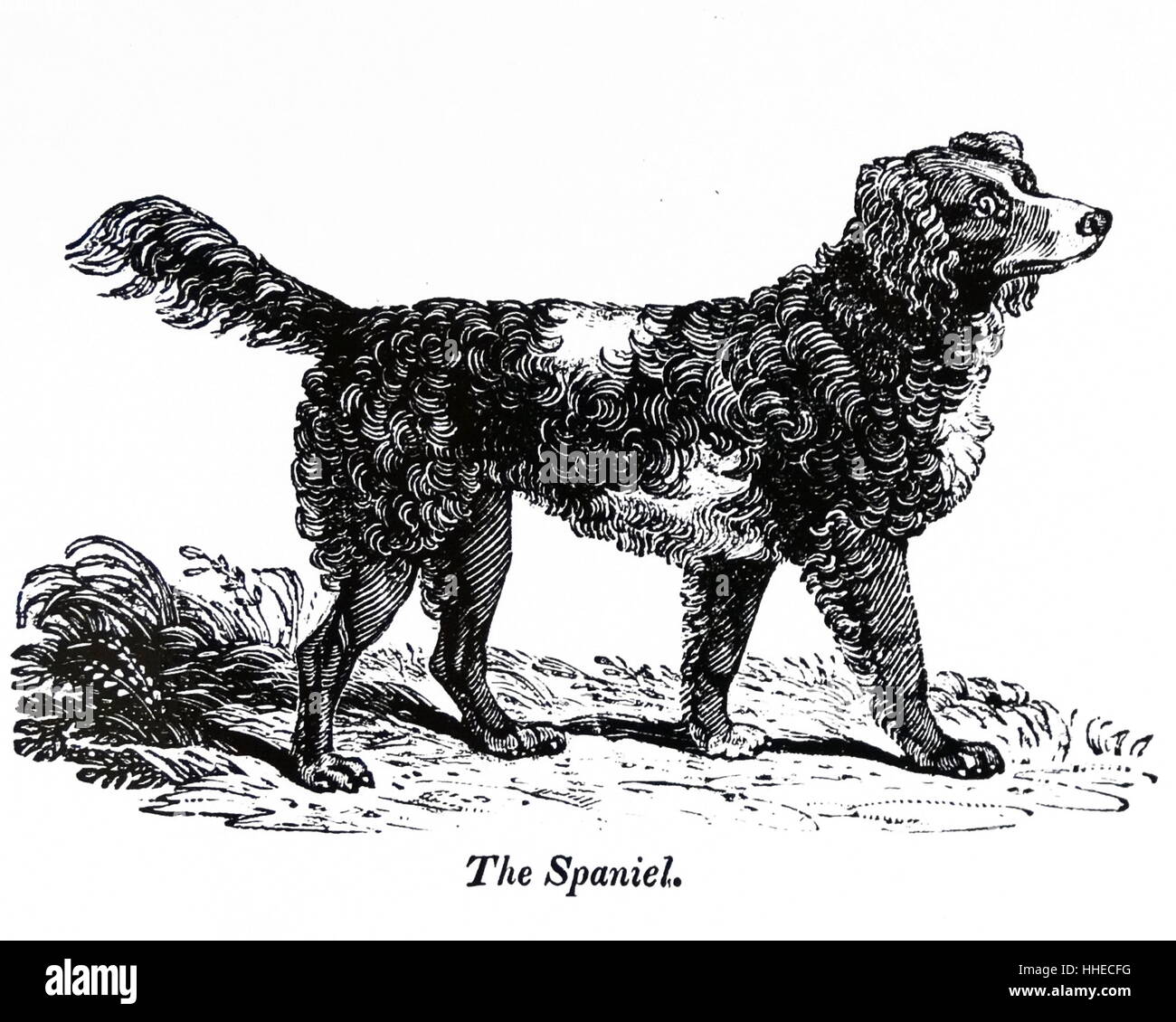 Spaniel Hund von Simeon Shaw, London, 1823. Stockfoto