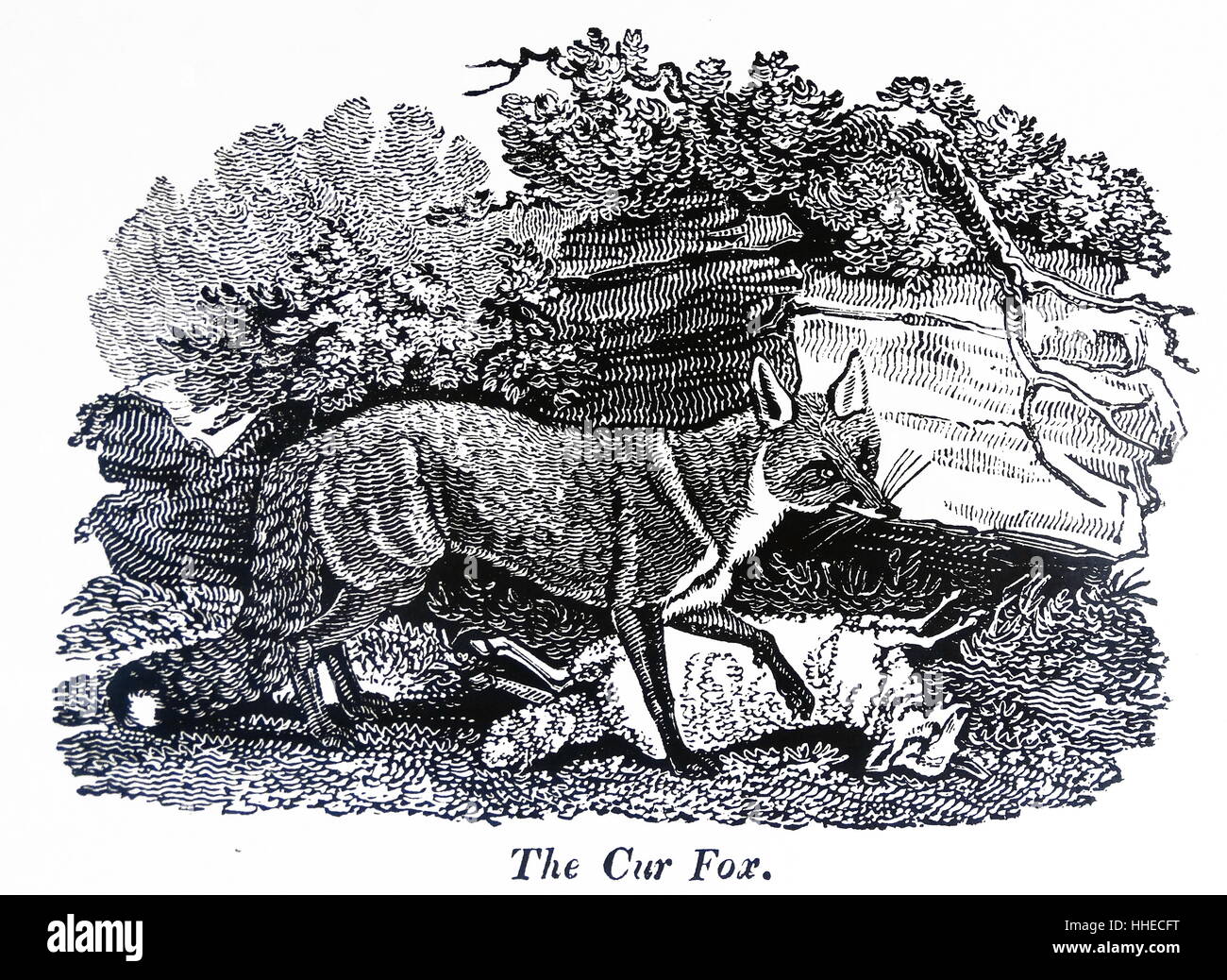 Die Cur-Fox. Von Simeon Shaw Natur angezeigt, London, 1823 Stockfoto