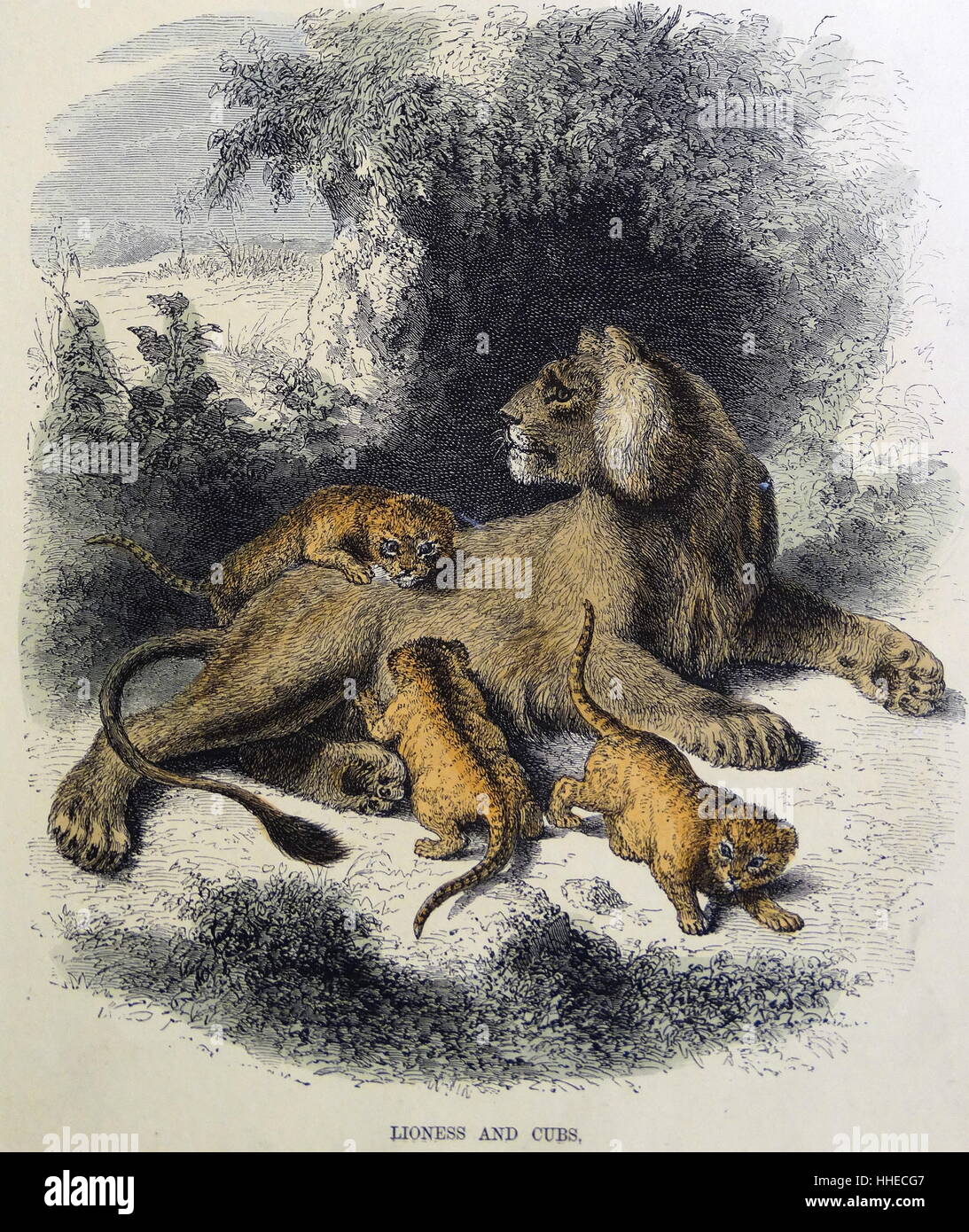 Löwin mit jungen. Hand-getönten Gravur um 1860 Stockfoto