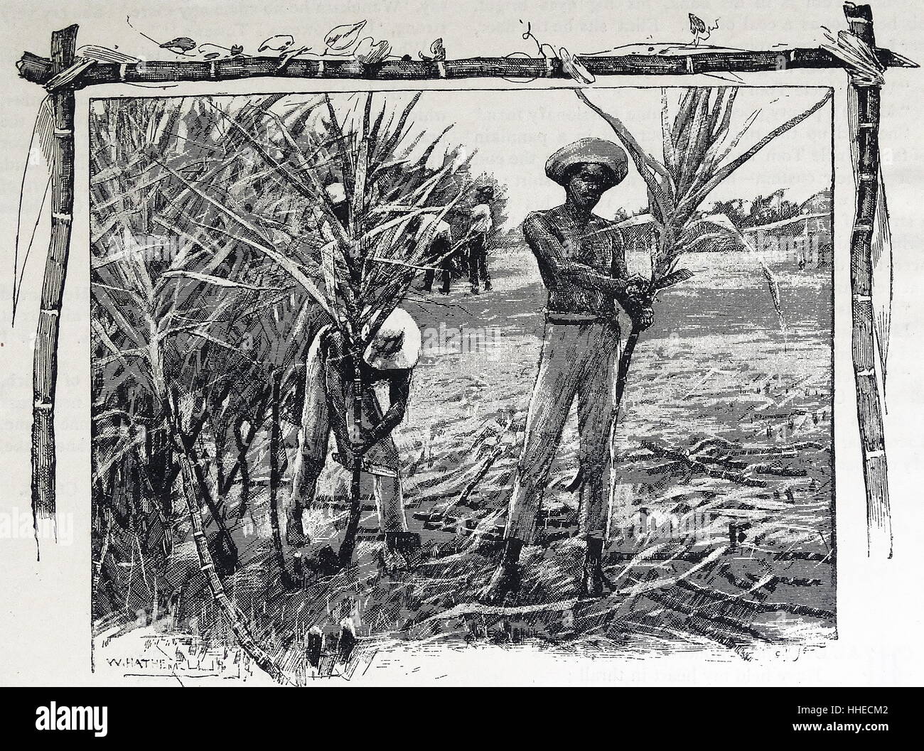Zucker Leichtigkeit schneiden: Queensland, Australien, 1888 Stockfoto