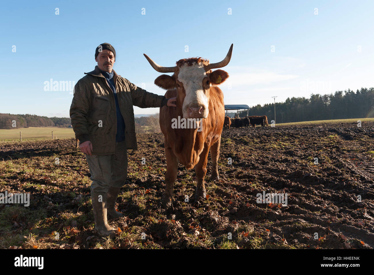 Landwirt mit Salers Kuh auf der Weide, Middle Franconia, Bayern, Deutschland Stockfoto
