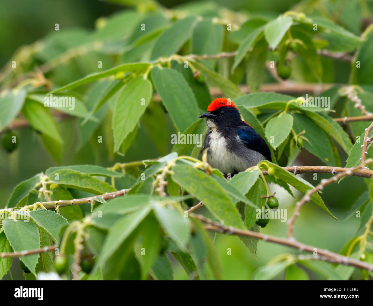 Scharlach-backed Flowerpecker (Dicaeum Cruentatum) im Baum, Kaeng Krachan National Park, Phetchaburi, Thailand Stockfoto