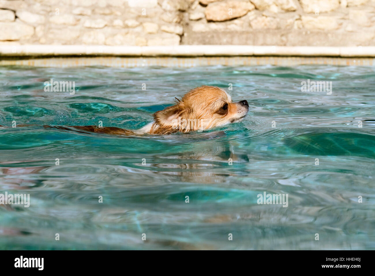 Hund, Welpe, Schwimmen, öffentliche Bäder, Schwimmbad, Freibad, Baden Stockfoto