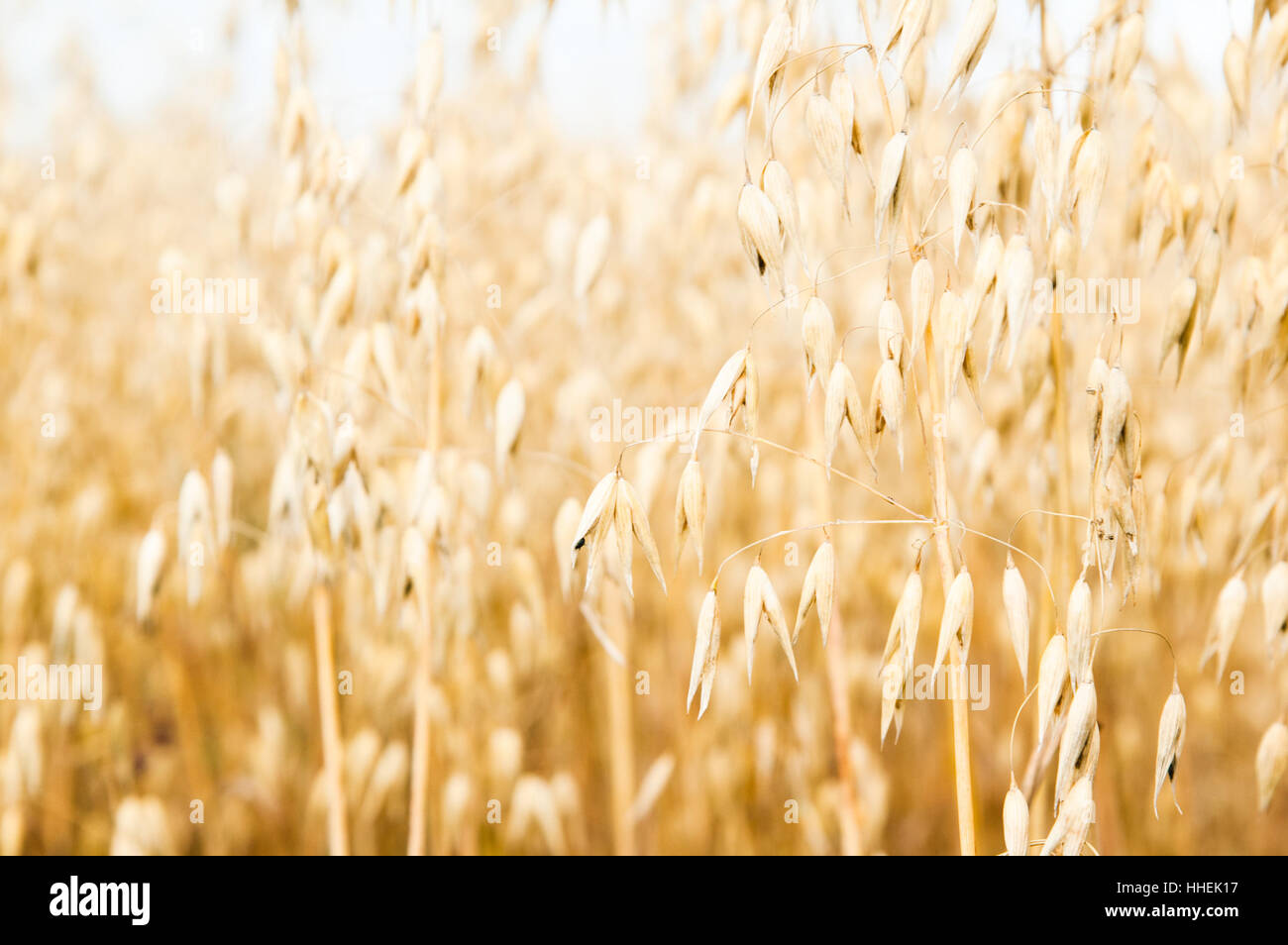 Reifung in einem Feld ein Hafer, eine enge Stockfoto