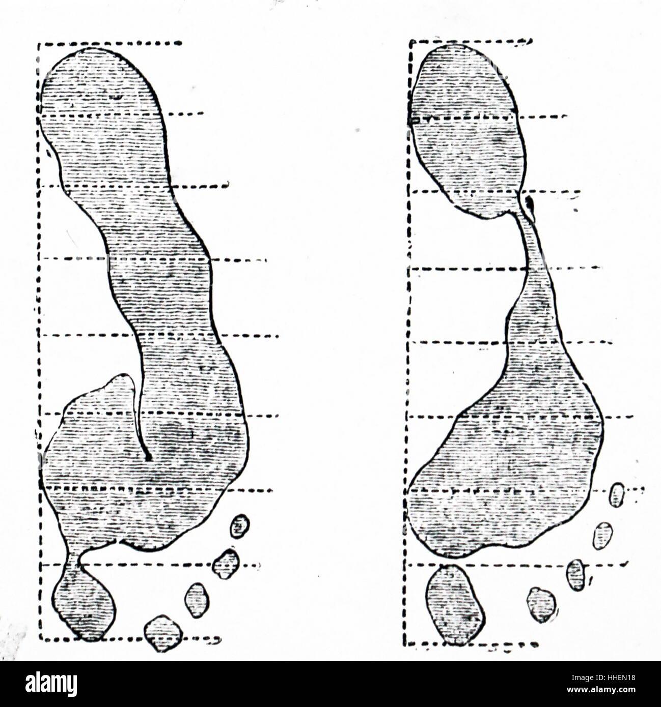 Abbildung des Fußes druckt der verschiedenen Individuen, wurde dieses System verwendet, bei der Identifizierung von Straftätern. Vom 19. Jahrhundert Stockfoto