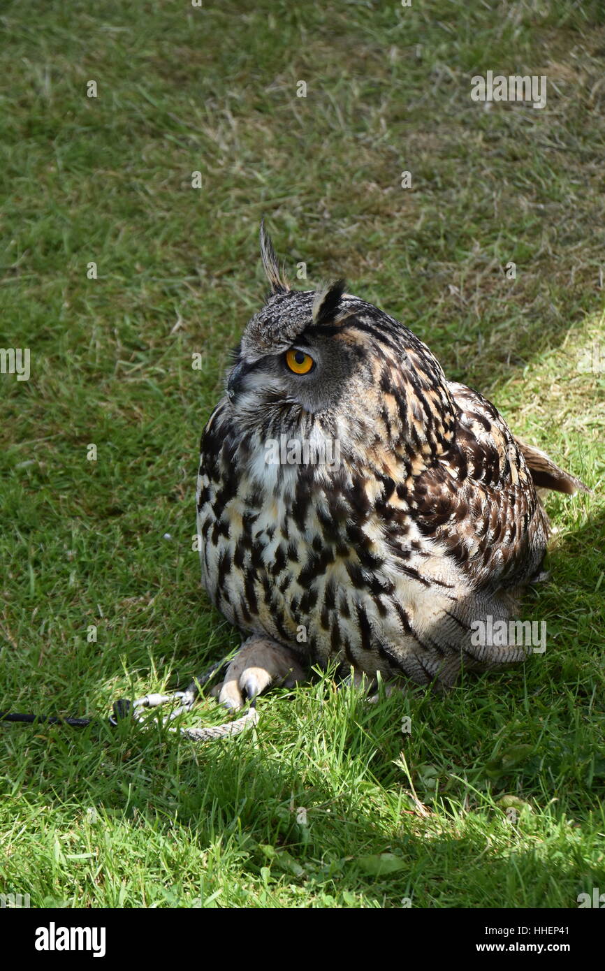 Europäischer Uhu Stockfoto