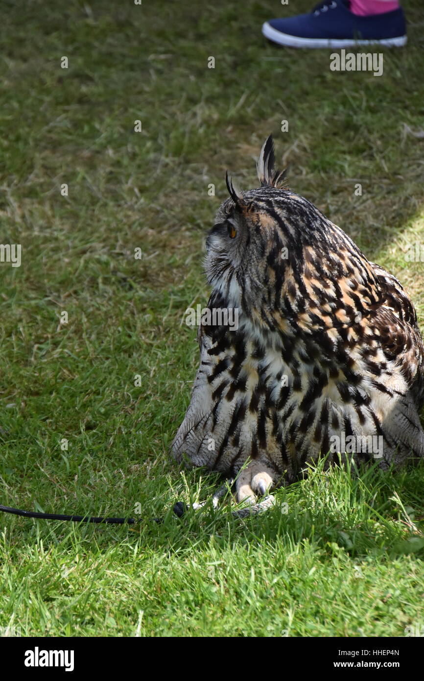 Europäischer Uhu Stockfoto