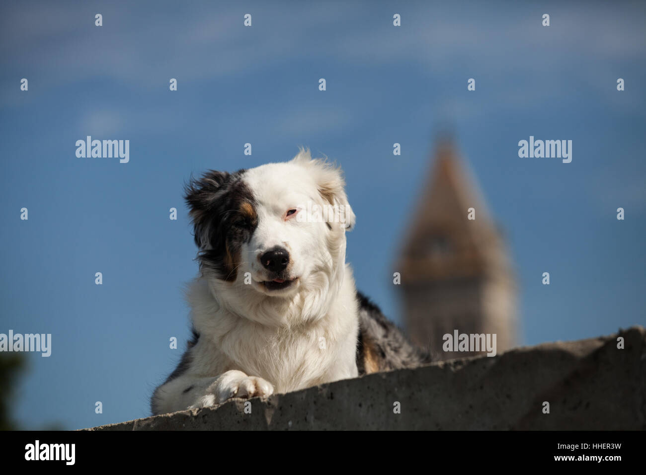 Hund vor der Kathedrale Stockfoto