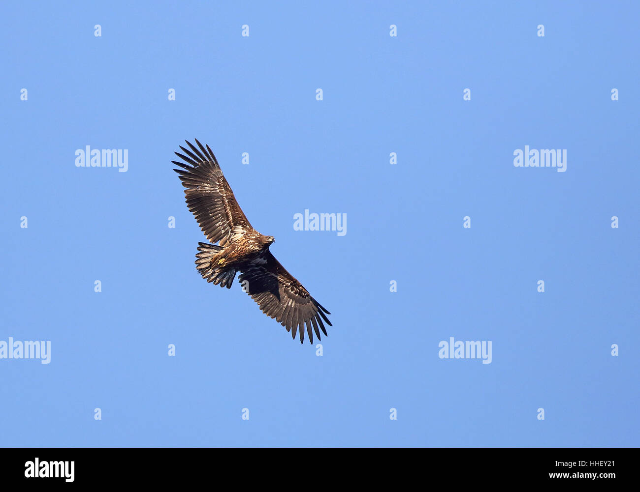 Seeadler, Haliaeetus albicilla, fliegen unter blauem Himmel über dem Himmel Stockfoto