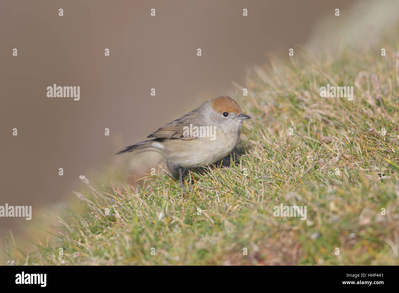 Eurasische Mönchsgrasmücke (Sylvia Atricapilla) - thront ein weiblicher oder unreifer Mann auf einer grasbewachsenen Klippe zur Migration auf Fair Isle Stockfoto