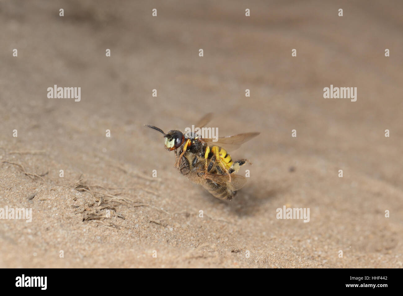 Europäische Beewolf (Philanthus Triangulum), fliegen mit Honigbiene Beute am sandigen Ufer Stockfoto