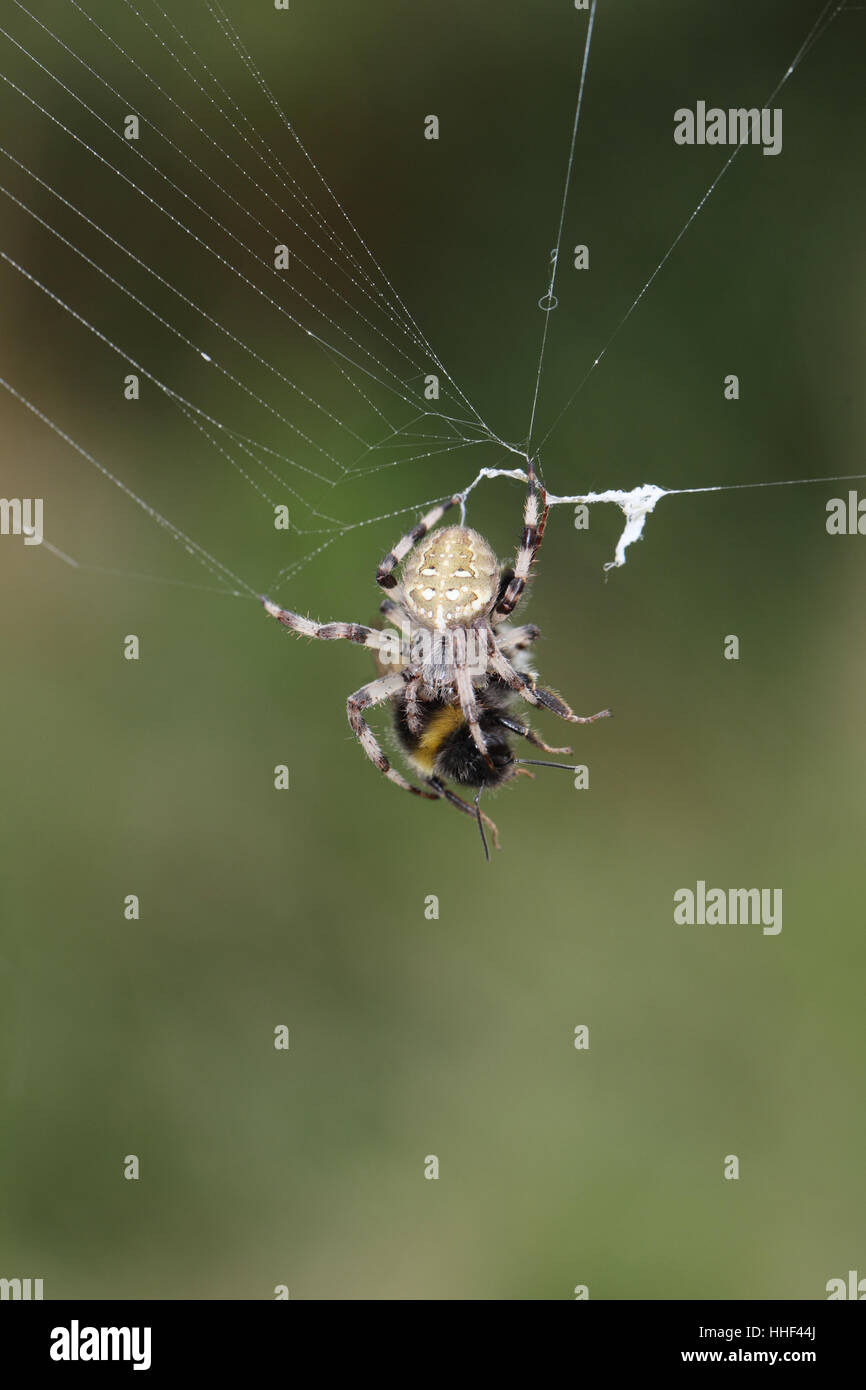 Vier-Punkt Orb-Weaver (Arenus Quadratus) - eine Spinne, die eine Hummel im Netz gefangen hat Stockfoto